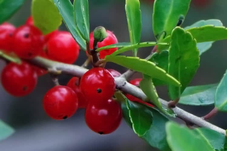 yaupon berries on tree