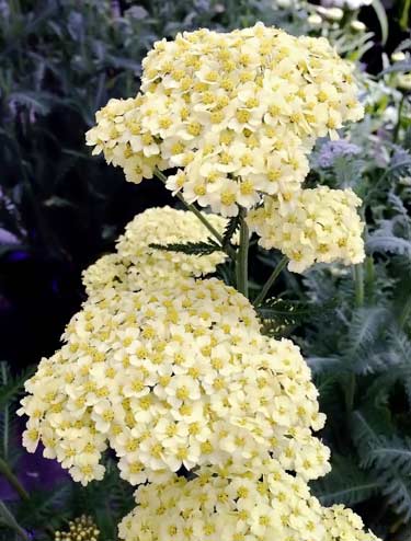 yellow yarrow