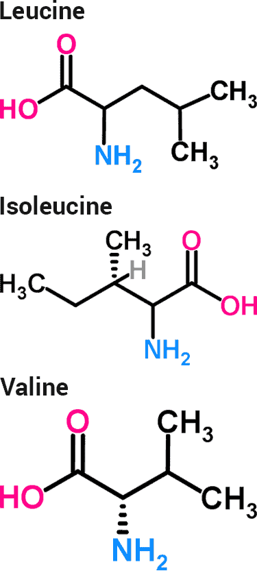 chemical structures of the 3 branched chain amino acids