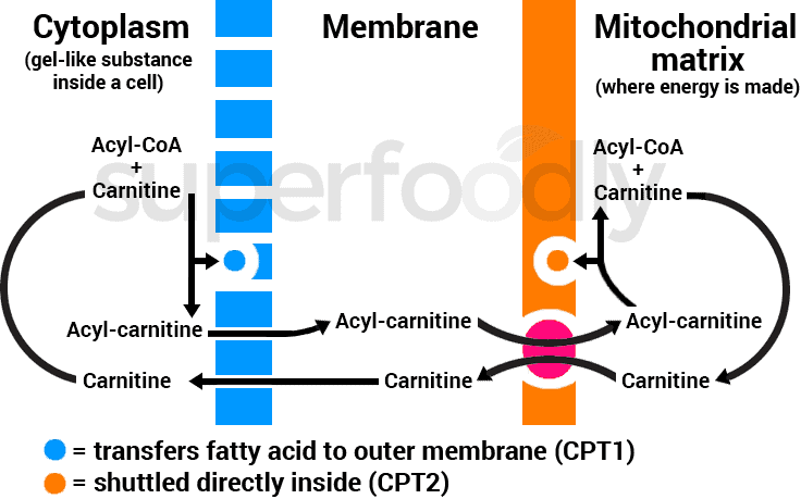 diagram of how carnitine shuttle works