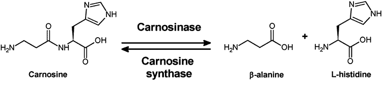 carnosinase conversion process of L carnosine to beta alanine and histidine