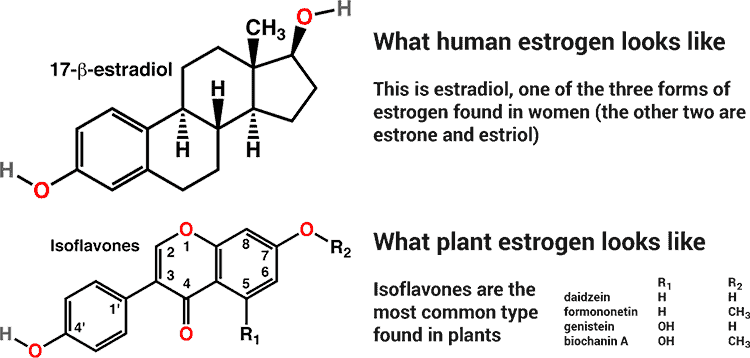 differences and similarities between estrogen and phytoestrogen