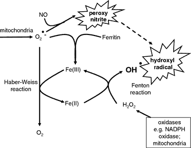 diagram of Fenton and Haber-Weiss reactions