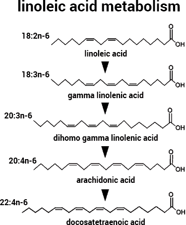 how linoleic acid is converted to gamma linolenic acid