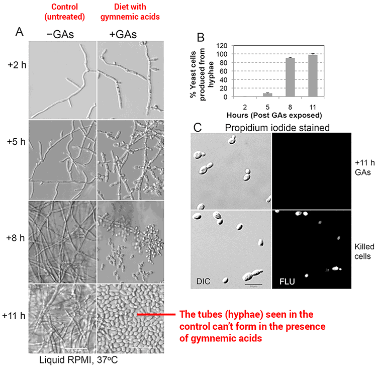 microscopic images of gymnema for candida yeast treatment