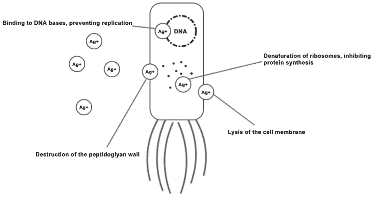 diagram showing how BacLock works