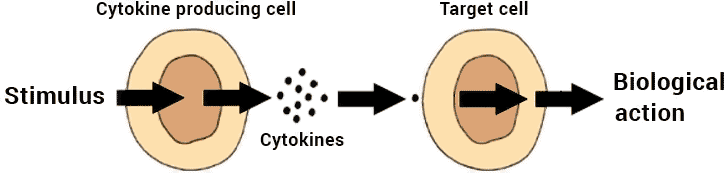 diagram of how cytokines work