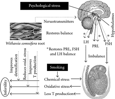 how ashwagandha works