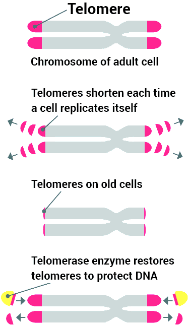 diagram showing how telomerase enzyme lengthens telomeres