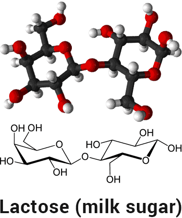 lactose molecule