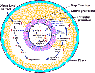 theory of neem oil infertility