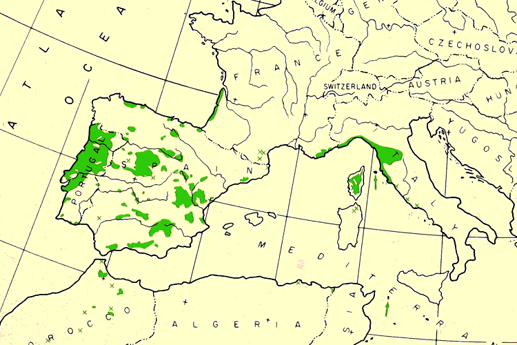 map showing where Pinus pinaster trees come from and native growing range