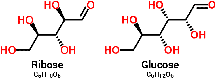 molecular structures and chemical formulas for D-ribose and sugar (glucose) compared