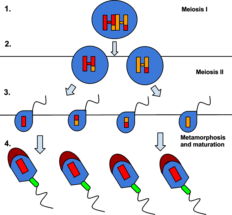 stages of sperm growth